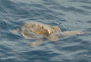 Loggerhead turtle