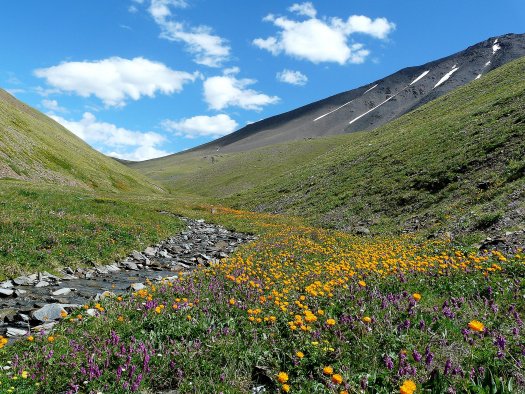 Mountain meadow