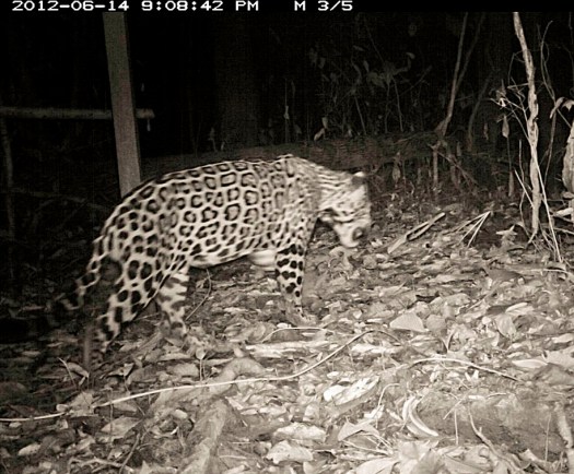 Jaguar, camera-trapped near the research station (picture courtesy of Alfredo Dosantos Santillan) Jaguar, camera-trapped near the research station (picture courtesy of Alfredo Dosantos Santillan)