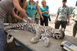 Sedated leopard LO38