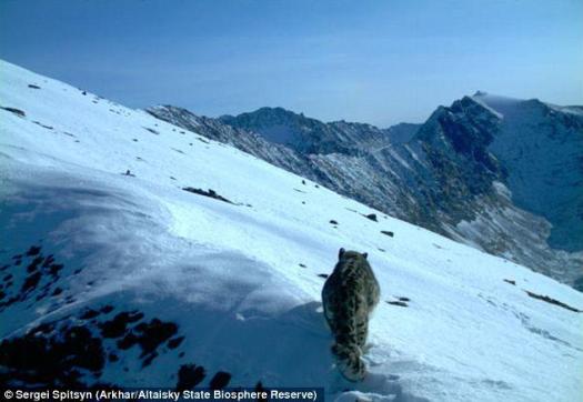 Spitsyn snow leopard
