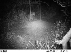 Leopard L038 caught in the box trap