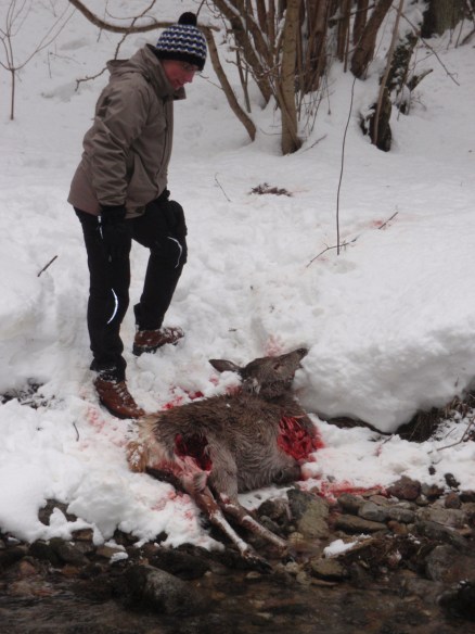 Fresh wolf kill