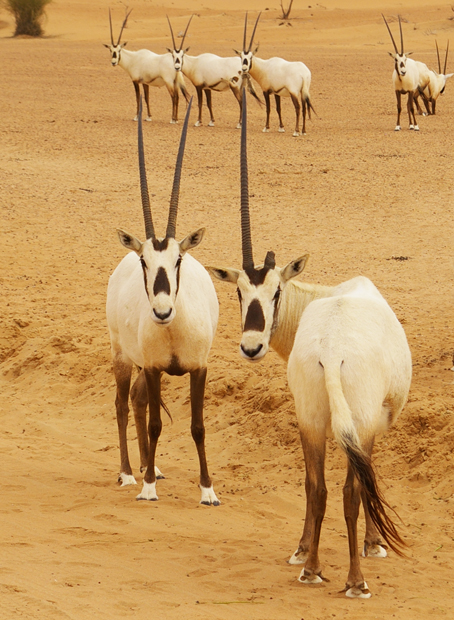 Health oryx (and their bottoms)