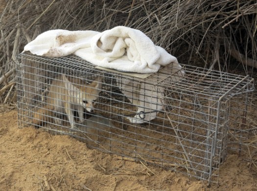 Sand fox in the live trap