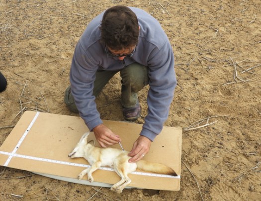 Measuring the sedated sand fox