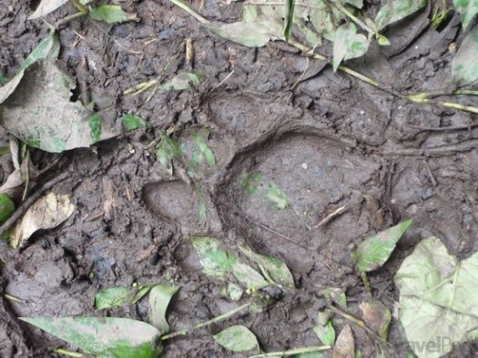 jaguar-track-thankfully-1-day-old-coca