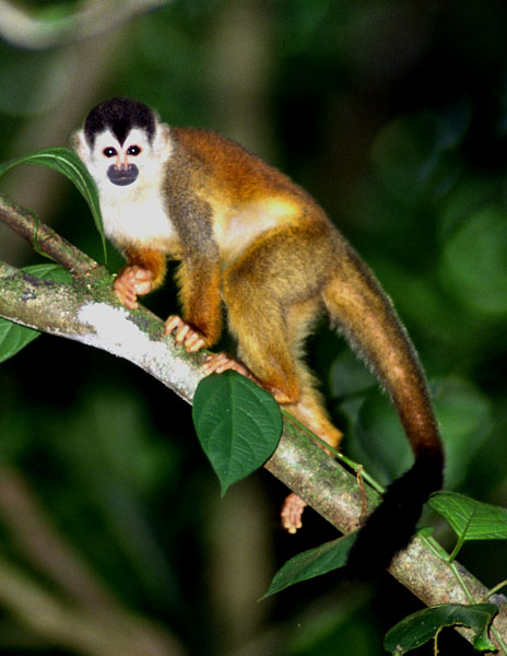 squirrel-monkey