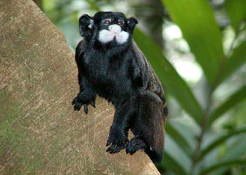 white-mustached-tamarin