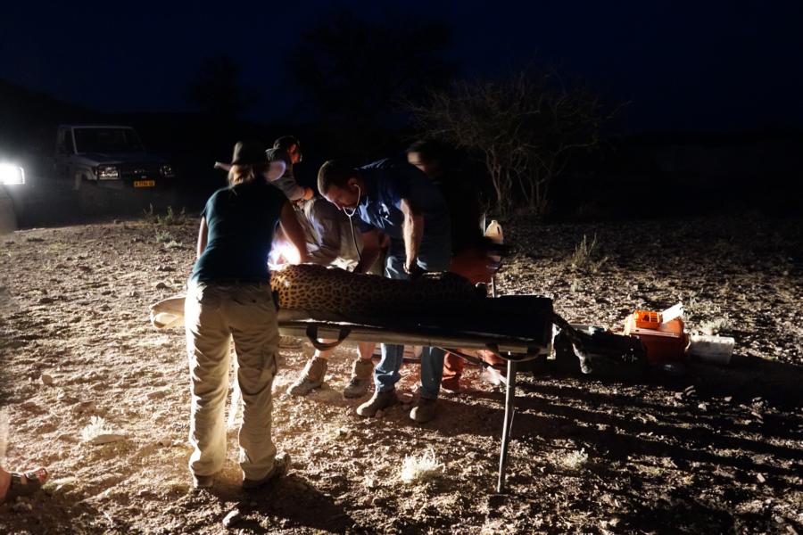 From our working holiday volunteering with leopards, elephants and