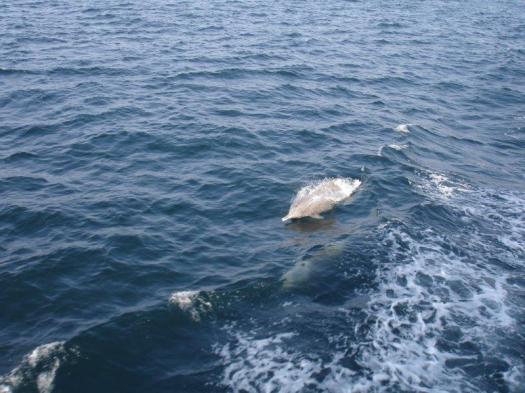 Indian ocean humpback dolphins
