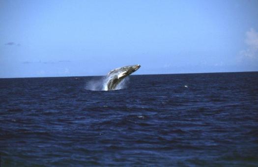 humpback whale (1)