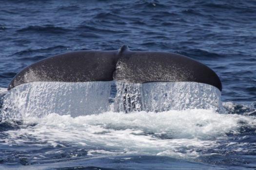 Sperm whale