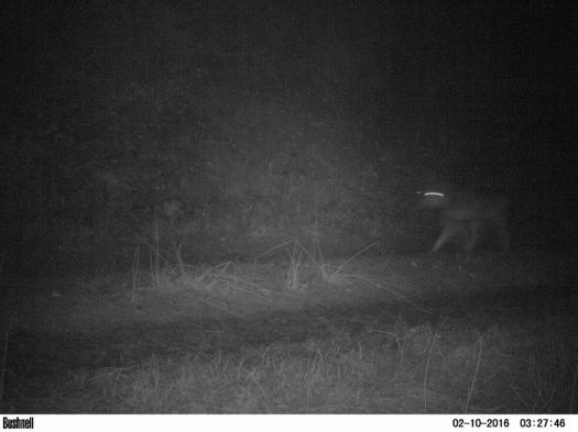 Blurred wolf camera trap picture
