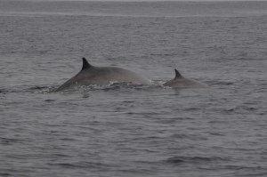 Fin whale with calf