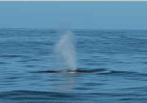 Fin whale with characteristic white jaw