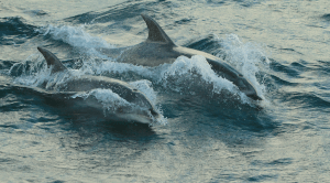 Bottlenose dolphins