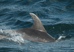 The ideal dorsal fin ID shot