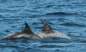 Dorsal fins of Risso’s dolphins