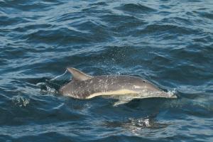 Common dolphin (Craig Turner)