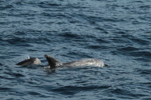 Risso’s dolphin with calf (c) Craig Turner