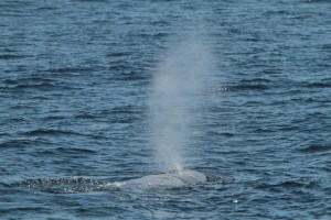 Sperm whale (c) Craig Turner
