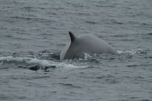 Fin whale (taken by Craig Turner)