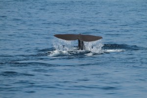 Sperm whale fluke (taken by Craig Turner)