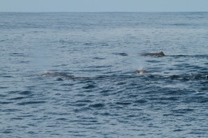 Multiple sperm whales (taken by Craig Turner)