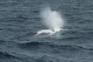 Fin whale (taken by Craig Turner)