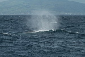 Brief sighting of a fin whale (Craig Turner)