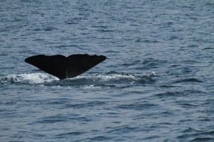 Sperm whale fluke for ID (taken by Craig Turner)