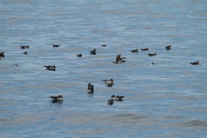 Cory’s shearwaters (taken by Craig Turner)
