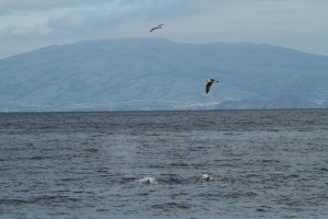 Sperm whale with Cory’s shearwaters (taken by Craig Turner)