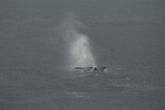 Following a sperm whale