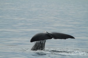 Male sperm whale fluke, but not for ID