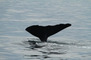 A better sperm whale fluke ID image, but not perfect