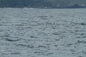 How many sperms whales do you see?