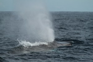 Fin whale blow