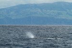 Sperm whale off the north coast of Faial