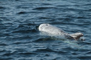 Risso’s dolphin