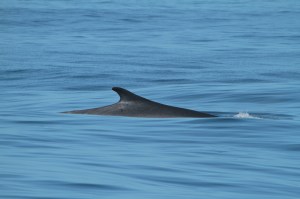 Fin whale fin
