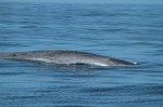 Characteristic mottling of a blue whale