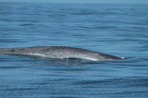 Characteristic mottling of a blue whale