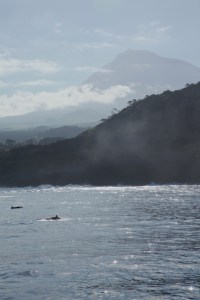 False killer whales and Pico (c) Criaig Turner