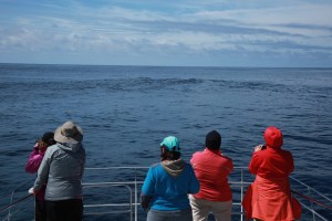 Following sperm whales (taken by Craig Turner)