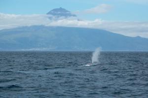 Blue whale south of Pico (Craig Turner)