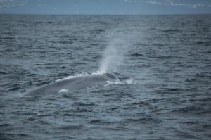 The characteristic mottling and colouration of the blue whale (Craig Turner)