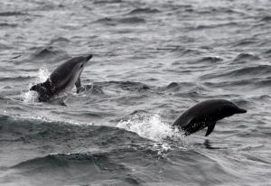 Striped dolphins (Lisa Steiner)