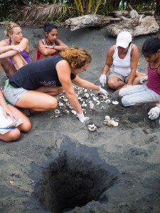 Excavating a hatched nest